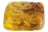 Two Large Fossil Caddisflies (Trichoptera) In Baltic Amber #142209-3